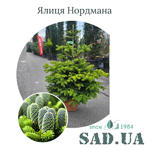 Ялиця Нордмана 80-100см, конт.12л