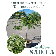 Клён Пальмолистный Dissectum Viridis 1,0-1,4м, штамб 90см, Ø кроны 50-60см, (конт.30л) - SAD.UA#$#Клен Пальмолистий Dissectum Viridis 1,0-1,4м, штамб 90см, Ø кр. 50-60см, (конт.30л) - SAD.UA