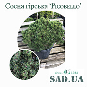 Сосна Гірська Picobello 35-40 см, (контейнер 18 л) - SAD.UA#$#Сосна Гірська Picobello 35-40 см, (контейнер 18 л) - SAD.UA