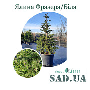 Ялиця Фразера /Біла (Mix) 2,2-2,4м (конт. 45-60л) - SAD.UA#$#Ялиця Фразера /Біла (Mix) 2,2-2,4м (конт. 45-60л) - SAD.UA