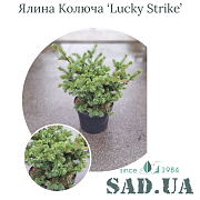 Ель колючая Lucky Strike 30-50 см, (конт.15л) - SAD.UA#$#Ялина Колюча Lucky Strike 30-50 см, (конт.15л) - SAD.UA