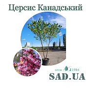 Церцис Канадський 3.0-3.5м, ком - SAD.UA#$#Церцис Канадський 3.0-3.5м, ком - SAD.UA