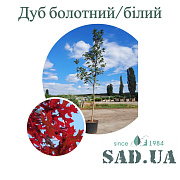 Дуб Болотний /Білий, (Mix).3,5-4,0м, обхв. 12-16см (конт.60л) - SAD.UA#$#Дуб Болотний /Білий, (Mix).3,5-4,0м, обхв. 12-16см (конт.60л) - SAD.UA