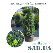 Тис Ягодный 60-80 см, (ф. Конус), контейнер 15 л - SAD.UA#$#Тис Ягідний 60-80см, (ф.Конус), конт.15л - SAD.UA