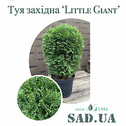 Туя Західна Little Giant 60-80см, (контейнер 12 л) - SAD.UA#$#Туя Західна Little Giant 60-80см, (контейнер 12 л) - SAD.UA