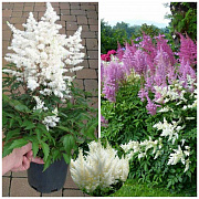 Астільба (3 л) - SAD.UA#$#Астільба (3 л) - SAD.UA