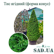 Тис Ягодний 1,4-1,6м, (ф.конус), контейнер 80 л - SAD.UA#$#Тис Ягодний 1,4-1,6м, (ф.конус), контейнер 80 л - SAD.UA