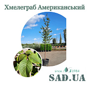 Хмелеграб Американський 2,5-3,0м, (конт.45л) - SAD.UA#$#Хмелеграб Американський 2,5-3,0м, (конт.45л) - SAD.UA