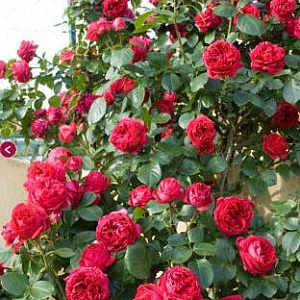 Роза плетистая в ассортименте, арка, 2,5-2,7 см, (контейнер 35 л) - SAD.UA