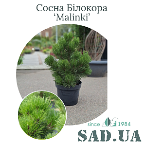 Сосна Білокора Malinki 50-60см, (конт.10л)