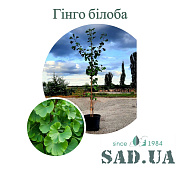 Гінкго Білоба вис. 2,2-2,4м, обхв.6-14см, (конт.45л) - SAD.UA#$#Гінкго Білоба вис. 2,2-2,4м, обхв.6-14см, (конт.45л) - SAD.UA