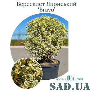Бересклет Японский Bravo 80-100см, (ф. куля), конт. 90л