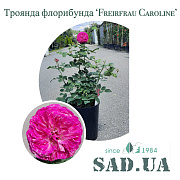 Троянда Freifrau Caroline C7 - SAD.UA#$#Троянда Freifrau Caroline C7 - SAD.UA