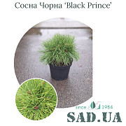 Сосна Черная Black Prince 30-50см, (конт.10л) - SAD.UA#$#Сосна Чорна Black Prince 30-50см, (конт.10л) - SAD.UA
