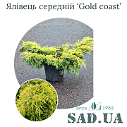 Можжевельник Средний Gold Coast 50-60 см, (конт.7,5 л) - SAD.UA#$#Ялівець Середній Gold Coast 50-60 см, (конт.7,5 л) - SAD.UA