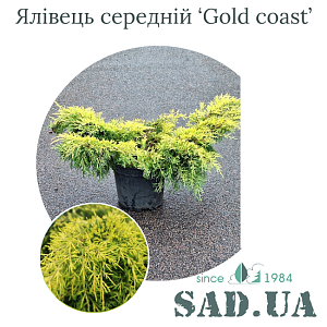 Ялівець Середній Gold Coast 50-60 см, (конт.7,5 л)