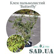 Клён Пальмолистный Butterfly 60-80 см, (конт. 12л) - SAD.UA#$#Клен Пальмолистий Butterfly 60-80cм, (конт.12л) - SAD.UA