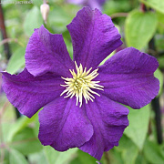Клематис Viola 80-100см, (контейнер 3 л) - SAD.UA#$#Клематис Viola 80-100см, (контейнер 3 л) - SAD.UA