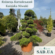 Можжевельник Китайський Kaizuka 2.2-2.4м (ф.Niwaki), конт.180л - SAD.UA#$#Ялівець Китайський Kaizuka 2.2-2.4м (ф.Niwaki), конт.180л - SAD.UA