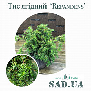 Тис Ягідний Repandens h40-60см, ⌀ 60-80см (контейнер 20л) - SAD.UA#$#Тис Ягідний Repandens h40-60см, ⌀ 60-80см (контейнер 20л) - SAD.UA