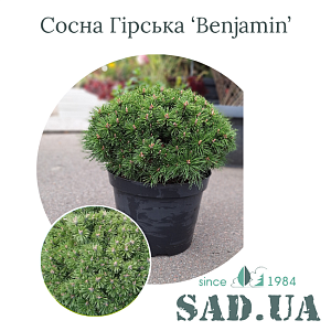 Сосна Гірська Benjamin 30-50см, (конт.10л)