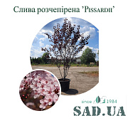 Слива декоративная Pissardi Nigra 3.2-3.5 м, обхв. ст. 14-16 см, (контейнер 60 л) - SAD.UA#$#Слива декоративна Pissardi Nigra 3.2-3.5м,обхв.ст.14-16см, (конт.60л) - SAD.UA