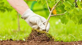 Підготовка саджанців дерев до посадки навесні