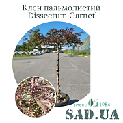Клён Пальмолистный Dissectum Garnet 1,0-1,4м, ствол 90см, Ø кроны 50-60см, (конт.30л) - SAD.UA#$#Клен Пальмолистий Dissectum Garnet 1,0-1,4м, штамб 90см, Ø кр. 50-60см, (конт.30л) - SAD.UA