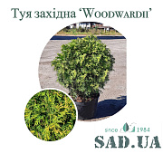 Туя Західна Woodwardii 50-60 см, (контейнер 10-15 л) - SAD.UA#$#Туя Західна Woodwardii 50-60 см, (контейнер 10-15 л) - SAD.UA