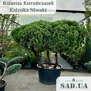 Можжевельник Китайський Kaizuka 1.8-2.0м (ф.Парасоля - 3 ст.), конт.230л - SAD.UA#$#Ялівець Китайський Kaizuka 1.8-2.0м (ф.Парасоля - 3 ст.), конт.230л - SAD.UA