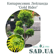 Кипарисовик Лейланда Gold Rider 80-100 см (ф. мини Пон-Пон), конт. 10 л - SAD.UA#$#Кипарисовик Лейланда Gold Rider 80-100см (ф. міні Пон-Пон), конт.10л - SAD.UA