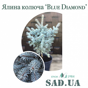 Ель Голубая BLUE DIAMOND 50-70см, (контейнер 12 л) - SAD.UA