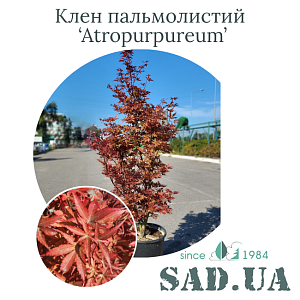 Клен Пальмолистий Atropurpureum 1.25-1.5м, (конт.25л)