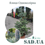 Пихта Одноцветная 80-100см, (конт.12л.) - SAD.UA#$#Ялиця Одноколірна 'Concolor' 80-100см, (конт.12л.) - SAD.UA