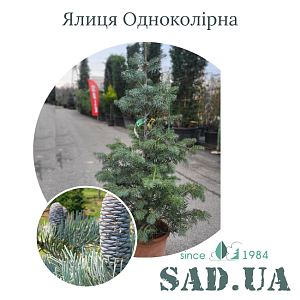 Ялиця Одноколірна 'Concolor' 80-100см, (конт.12л.)