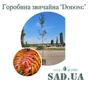 Горобина Звичайна 'Dodong' 3,5-4,0м, обхв.ств. 12-14 см (конт. мікс) - SAD.UA#$#Горобина Звичайна 'Dodong' 3,5-4,0м, обхв.ств. 12-14 см (конт. мікс) - SAD.UA