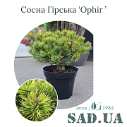 Сосна Горная Ophir 30-50см, (конт.10л) - SAD.UA#$#Сосна Гірська Ophir 30-50см, (конт.10л) - SAD.UA