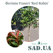 Фотиния Fraseri Red Robin 1.5-1.7 м, (ф. Экран 70х70), контейнер 25 л - SAD.UA#$#Фотінія Fraseri Red Robin 1.5-1.7м, (ф. Екран 70х70), конт.25л - SAD.UA