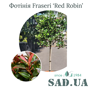Фотінія Fraseri Red Robin 1.5-1.7м, (ф. Екран 70х70), конт.25л