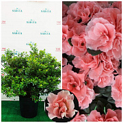 Азалія Японська Rosa Doppio Rifiorente 30-40 см, Ø 50-60 см, контейнер 10 л - SAD.UA#$#Азалія Японська Rosa Doppio Rifiorente 30-40 см, Ø 50-60 см, контейнер 10 л - SAD.UA