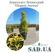 Бересклет Японский Elegant Aureus 1.8-2.0м, (ф.Конус),  конт.70л - SAD.UA#$#Бересклет Японский Elegant Aureus 1.8-2.0м, (ф.Конус),  конт.70л - SAD.UA