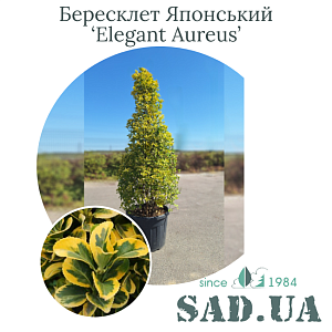 Бересклет Японский Elegant Aureus 1.8-2.0м, (ф.Конус),  конт.70л