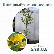 Ликвидамбр Смолоносный 3,0-3,5м, обхв. 10-12см, (контейнер 60л) - SAD.UA#$#Ліквідамбр Смолоносний 3,0-3,5 м, обхв. 10-12см, (контейнер 60л) - SAD.UA