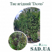 Тис Ягідний David 1,8-2,0м, контейнер 35л - SAD.UA#$#Тис Ягідний David 1,8-2,0м, контейнер 35л - SAD.UA