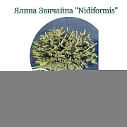 Ялина Звичайна Nidiformis 40-60см, (контейнер 5 л) - SAD.UA#$#Ялина Звичайна Nidiformis 40-60см, (контейнер 5 л) - SAD.UA