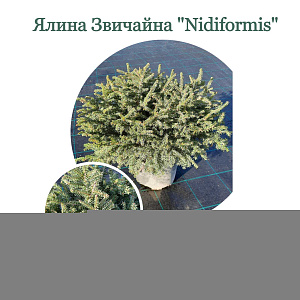 Ялина Звичайна Nidiformis 40-60см, (контейнер 5 л)