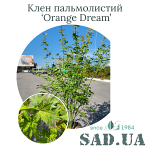 Клен Пальмолистий Orange Dream 60-80см, (конт. 12л)