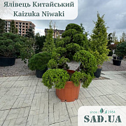 Можжевельник Китайський Kaizuka 2.2-2.5м (ф.Niwaki), конт.180л - SAD.UA#$#Ялівець Китайський Kaizuka 2.2-2.5м (ф.Niwaki), конт.180л - SAD.UA