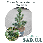 Сосна Мелкоцветковая Negishi 30-40 см, (конт. 3 л) - SAD.UA#$#Сосна Мілкоквіткова Negishi 30-40см, (конт.3л) - SAD.UA
