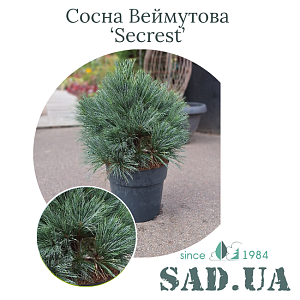 Сосна Веймутова Secrest 40-60см, (конт.10л)
